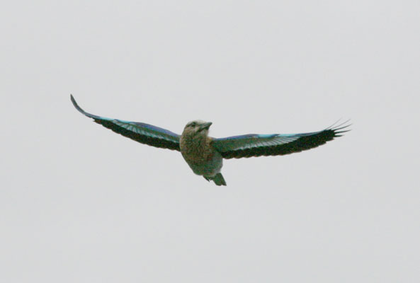 Coracias caudatus - The Lilac-breasted Roller