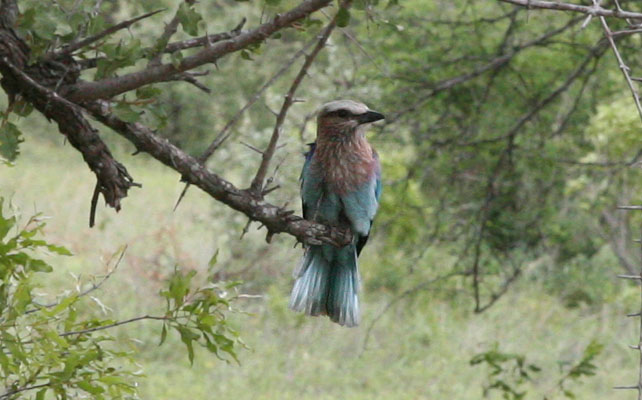 Coracias caudatus - The Lilac-breasted Roller