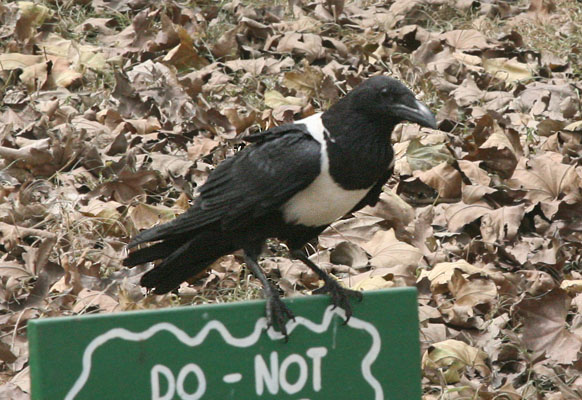 Corvus albus - The Pied Crow