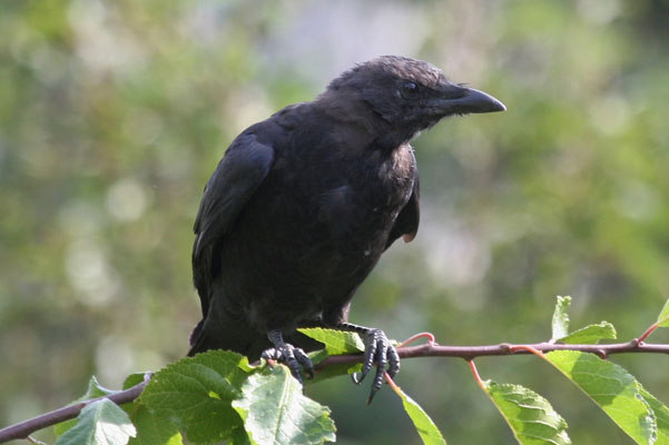 Corvus brachyrhynchos - The American Crow