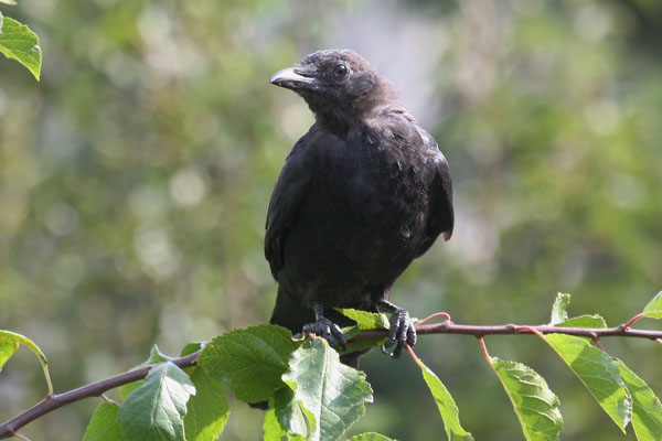 Corvus brachyrhynchos - The American Crow