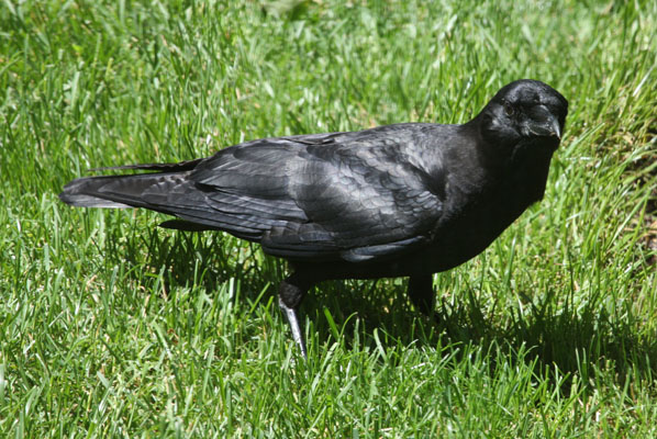 Corvus brachyrhynchos - The American Crow