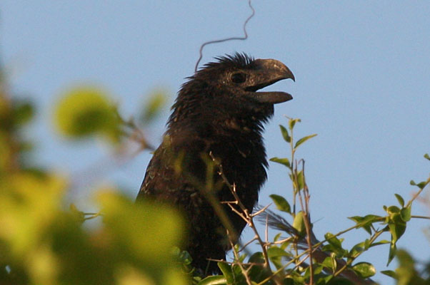 Crotophaga ani - The Smooth-billed Ani