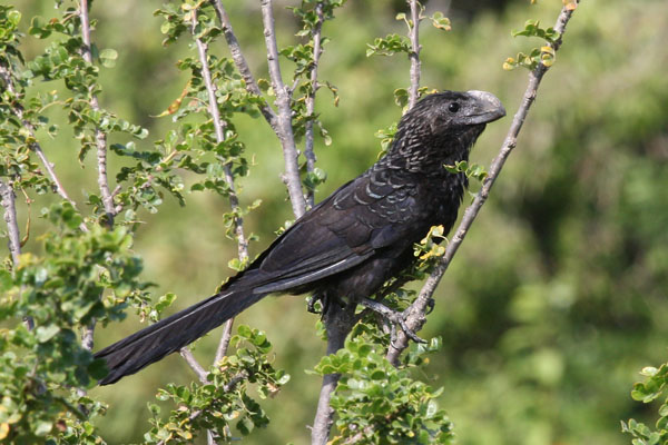 Crotophaga ani - The Smooth-billed Ani