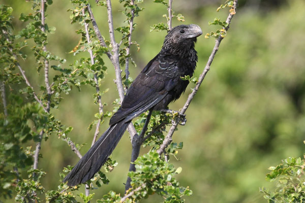 Crotophaga ani - The Smooth-billed Ani