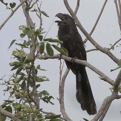 Crotophaga ani - The Smooth-billed Ani