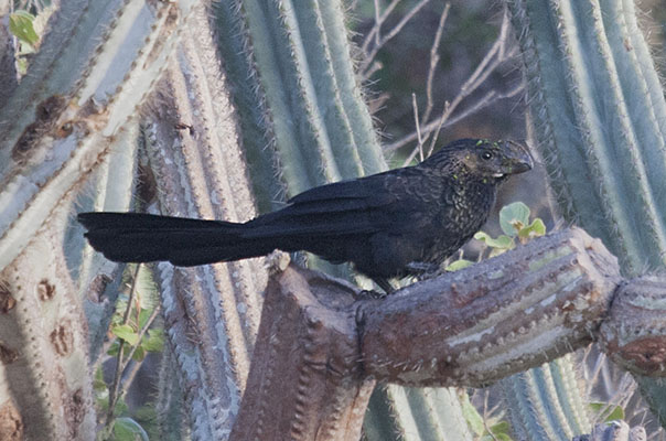 Crotophaga ani - The Smooth-billed Ani