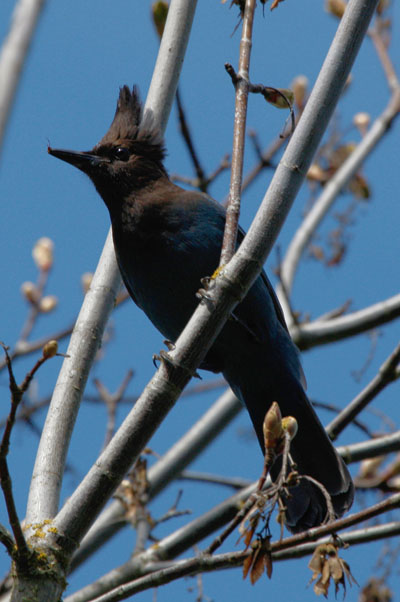 Cyanocitta stelleri - Steller's Jay