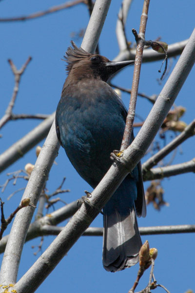 Cyanocitta stelleri - Steller's Jay