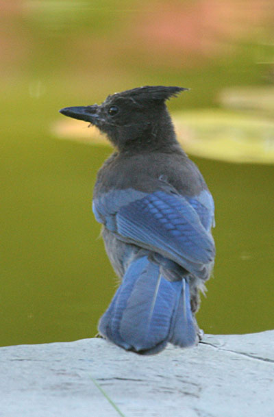 Cyanocitta stelleri - Steller's Jay