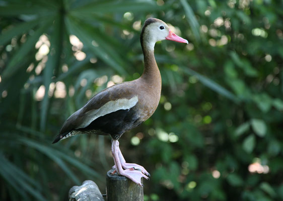 Dendrocygna autumnalis autumnalis  - The Black-Bellied Whistling Duck