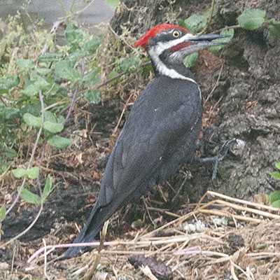 Dryocopus pileatus - The Pilieated Woodpecker