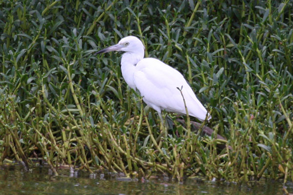 Egretta caerulea - The Little Blue Heron