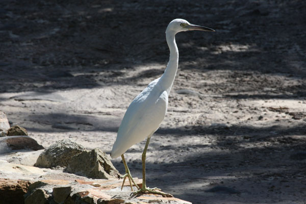 Egretta caerulea - The Little Blue Heron