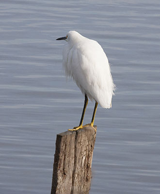 Egretta thula - The Snowy Egret