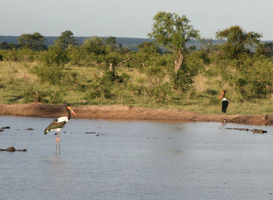 Ephippiorhynchus senegalensis - The Saddle-billed Stork