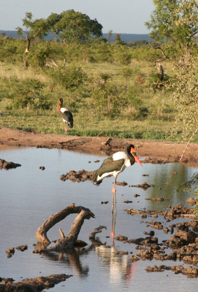 Ephippiorhynchus senegalensis - The Saddle-billed Stork