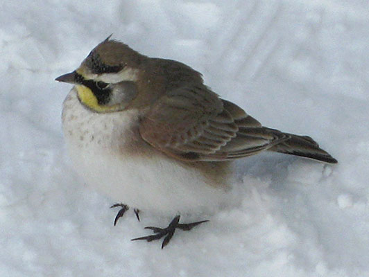 Eremophila alpestris - The Horned Lark