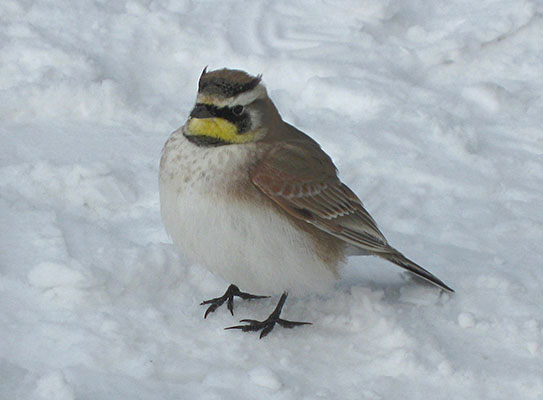 Eremophila alpestris - The Horned Lark