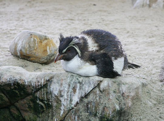 Eudyptes chrysocome - The Rockhopper Penguin