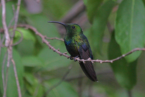 Eulampis holosericeus - The Green-throated Carib