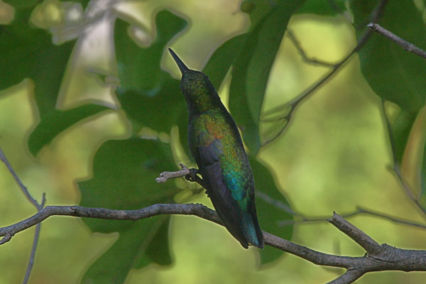 Eulampis holosericeus - The Green-throated Carib