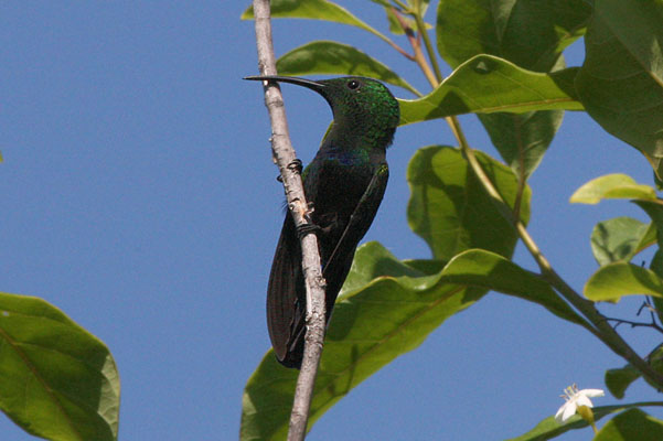 Eulampis holosericeus - The Green-throated Carib