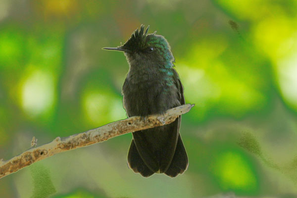 Eulampis holosericeus - The Green-throated Carib