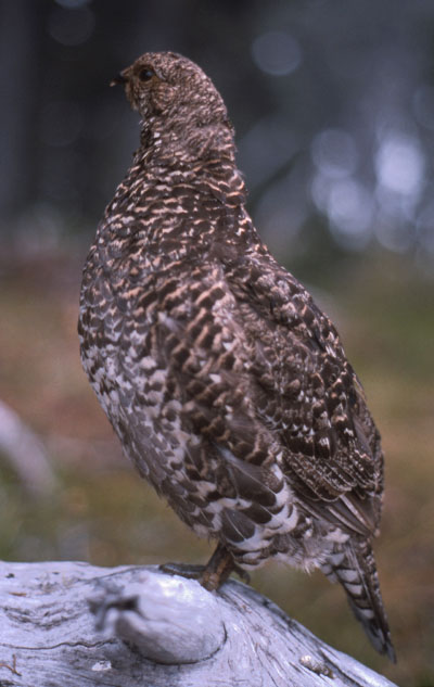 Falcipennis canadensis franklinii - Franklin's Grouse aka The Spruce Grouse
