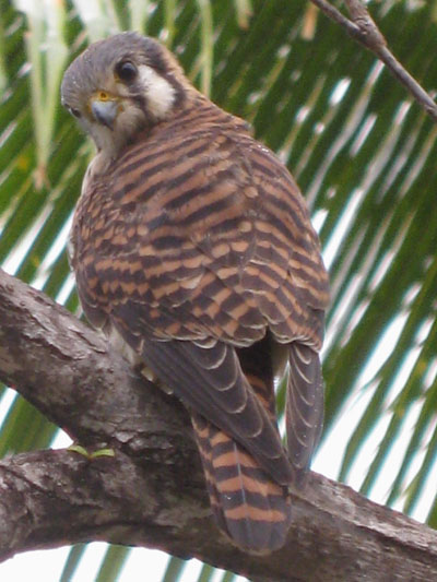 Falco sparverius - The American Kestrel