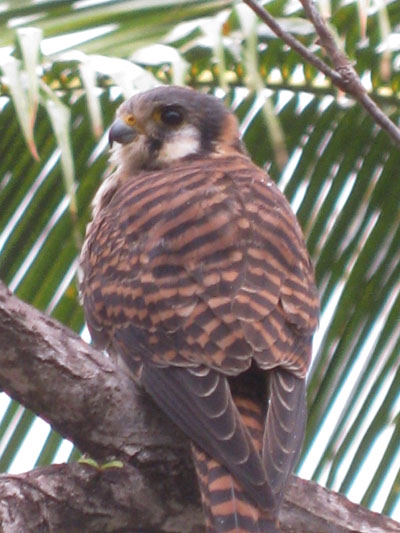 Falco sparverius - The American Kestrel