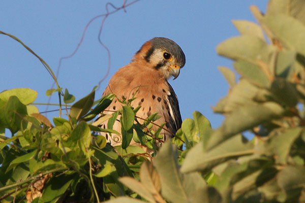 Falco sparverius - The American Kestrel