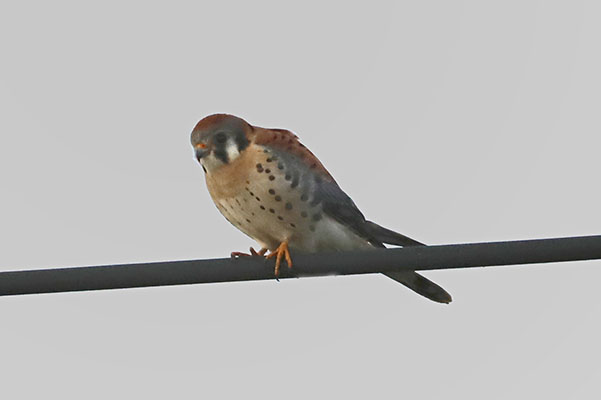 Falco sparverius - The American Kestrel