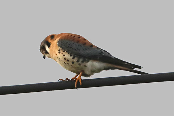 Falco sparverius - The American Kestrel