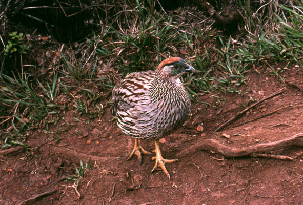 Francolinus erckelii - Erckel's Francolin