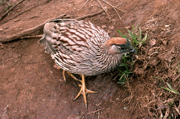 Francolinus erckelii - Erckel's Francolin