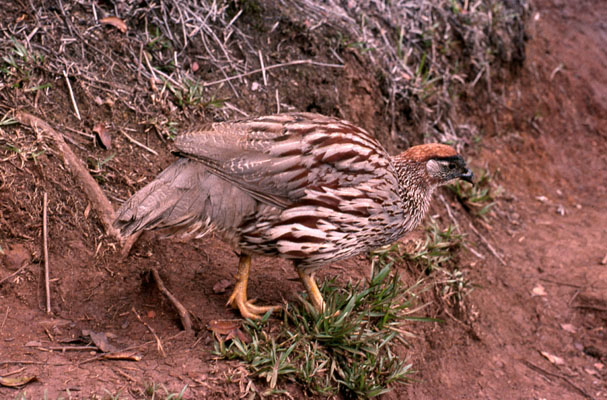 Francolinus erckelii - Erckel's Francolin