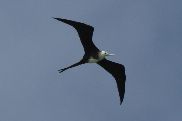 Fregata magnificens (Mathews, 1914) - The Magnificant Frigatebird