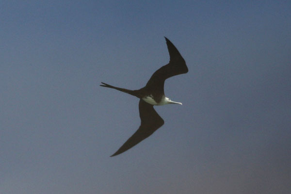 Fregata magnificens (Mathews, 1914) - The Magnificant Frigatebird