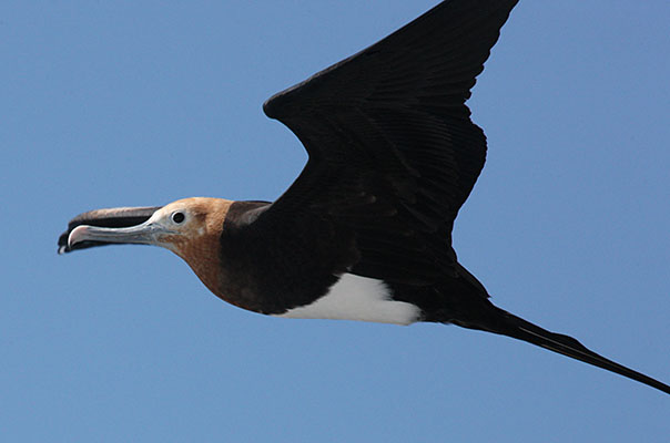 Fregata minor - The Great Frigatebird