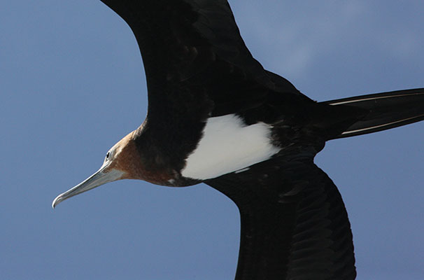 Fregata minor - The Great Frigatebird