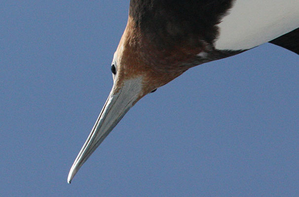 Fregata minor - The Great Frigatebird