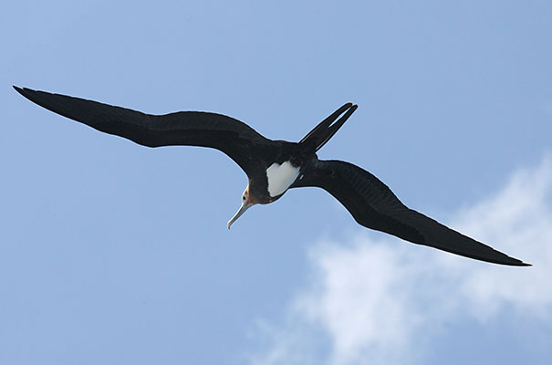 Fregata minor - The Great Frigatebird