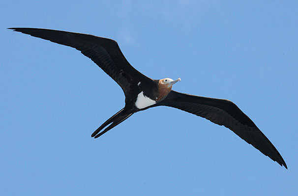 Fregata minor - The Great Frigatebird