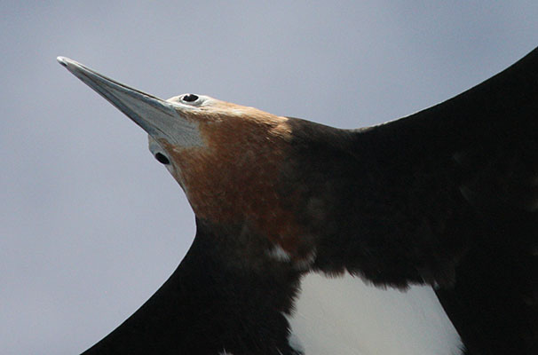 Fregata minor - The Great Frigatebird