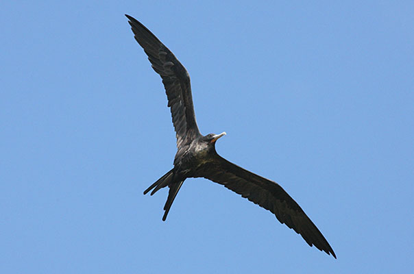 Fregata minor - The Great Frigatebird