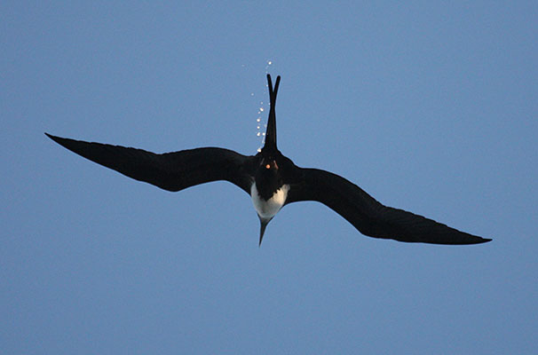 Fregata minor - The Great Frigatebird