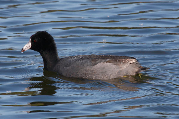 Fulica americana - The American Coot