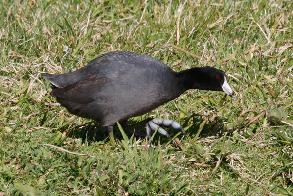 Fulica americana - The American Coot