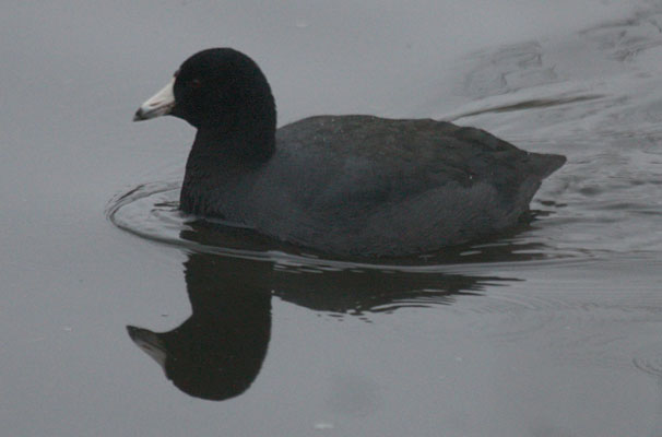 Fulica americana - The American Coot